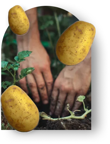 aardappelen-met-handen-opgraven